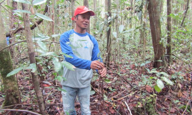 Seorang peserta agroforestry memperlihatkan bibit pohon yang didapat dari hutan