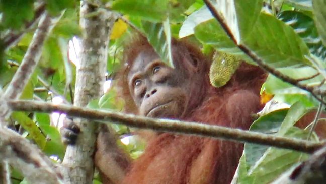 Orangutan yang menjadi potensi ekowisata Nanga Lauk