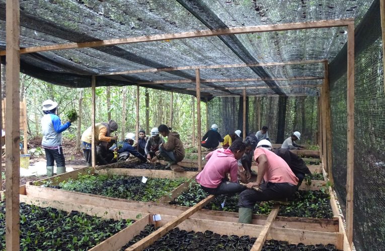 Cara Budidaya Jenis Tanaman Jangka Panjang untuk Agroforestry