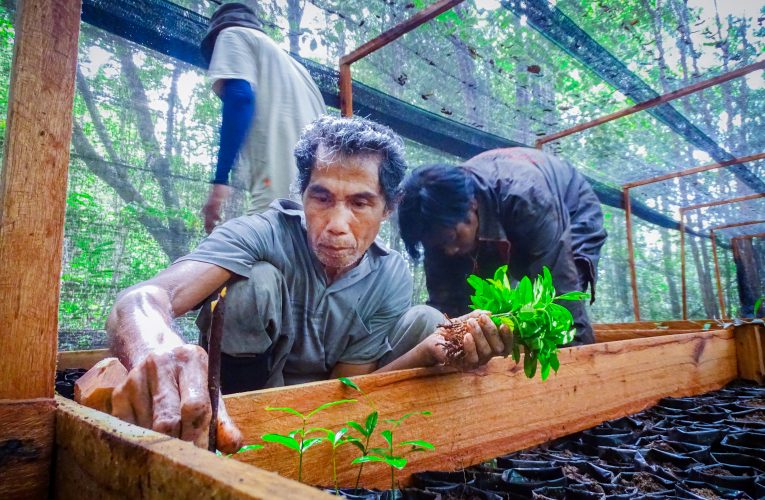 Panduan Agroforestry Desa Nanga Lauk Sukses Disusun PRCF Indonesia