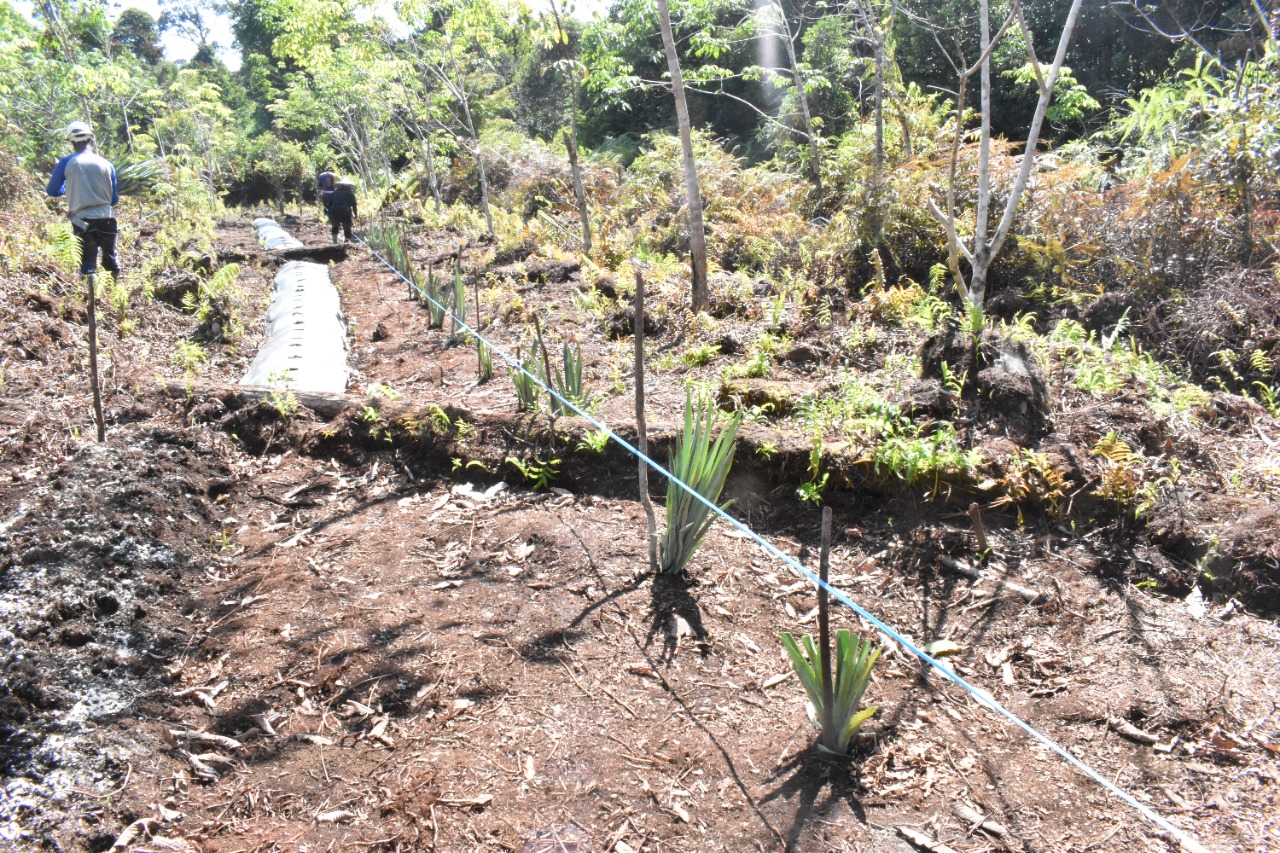 Lahan agroforestry