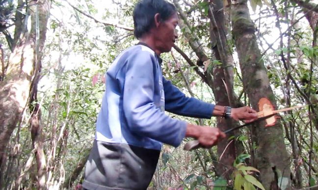 Salah satu anggota tim patroli hutan memberikan tanda di batang pohon yang dihinggapi lebah sebagai tanda pemilik sah sarang tersebut