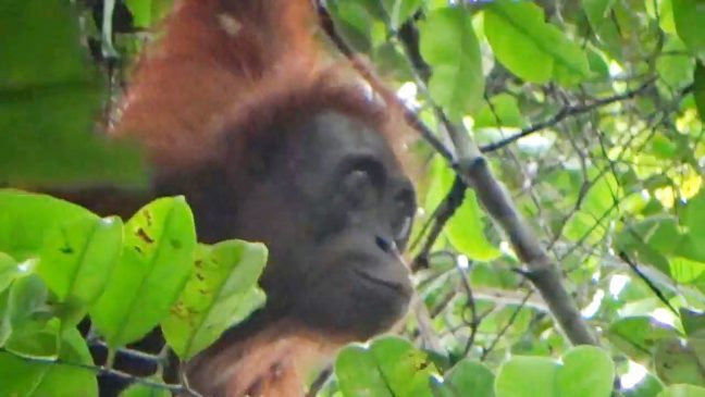 Sejarah hari lingkungan hidup salah satunya melindungi hewan langka seperti orangutan ini