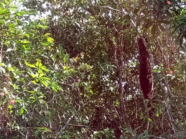 Madu Nanga Lauk dihasilkan dari sarang lebah hutan ini