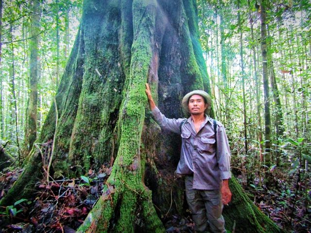 Patroli hutan menemukan pohon raksasa