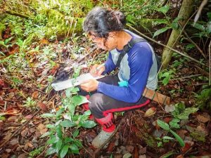 Pengecekan bibit kayu