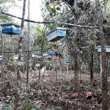 Madu hutan tesso nilo
