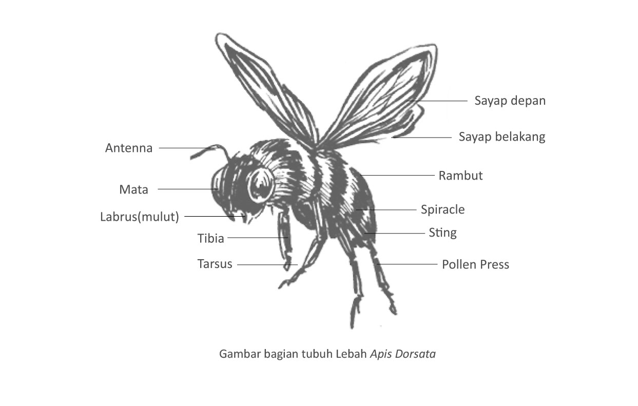 Lebah hutan Tesso Nelo