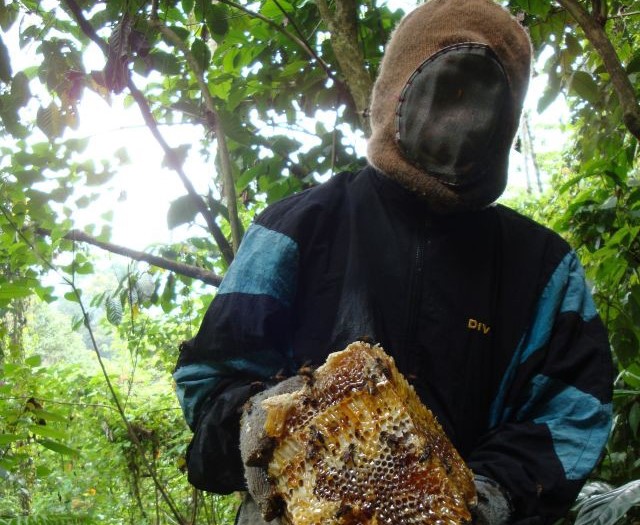 Madu hutan tesso nilo