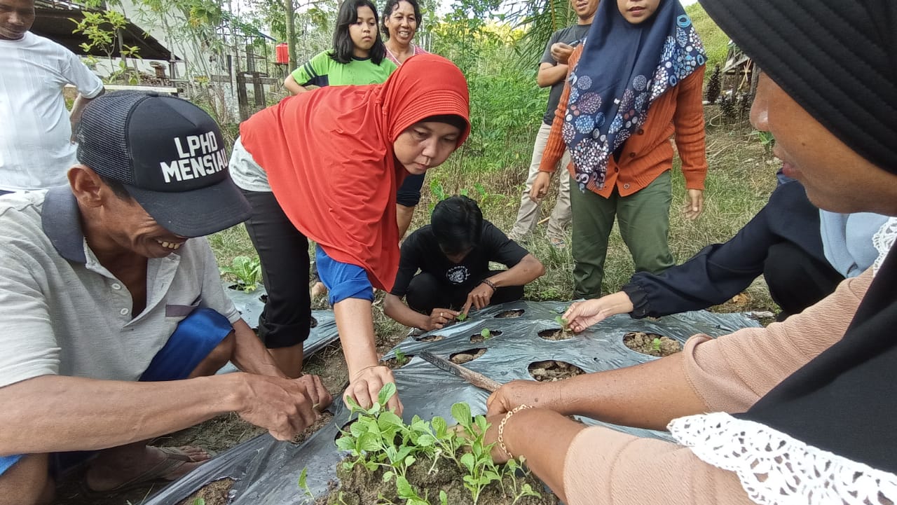 Perwakilan perempuan dari Desa Nanga Lauk sedang belajar menanam sayur