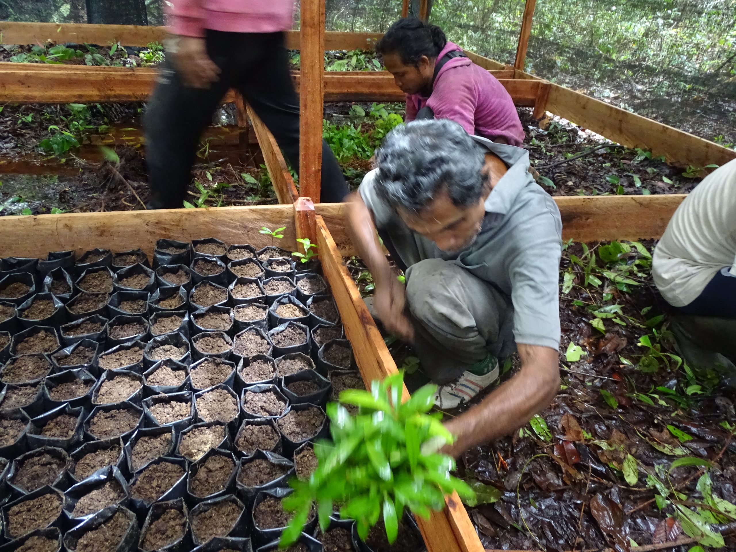 Penanaman bibit pohon