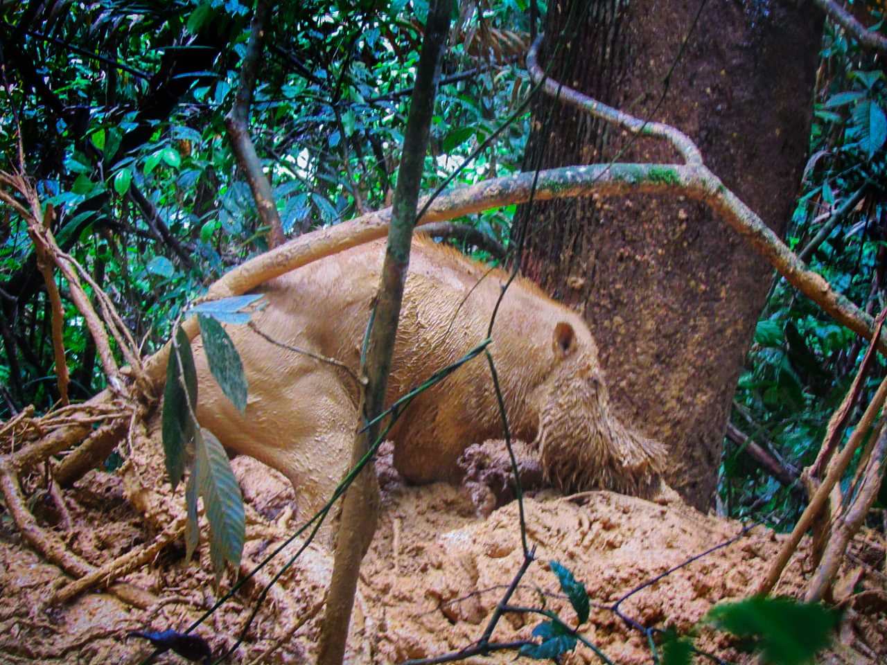 Satwa babi hutan