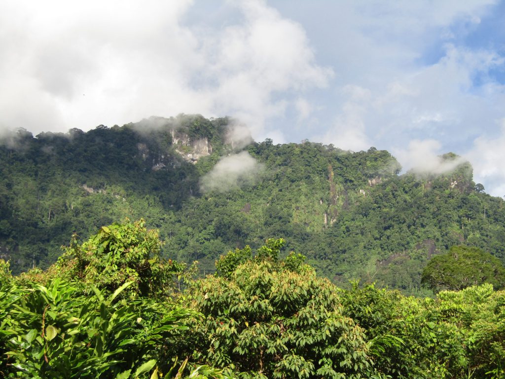 Ciri-ciri hutan hujan