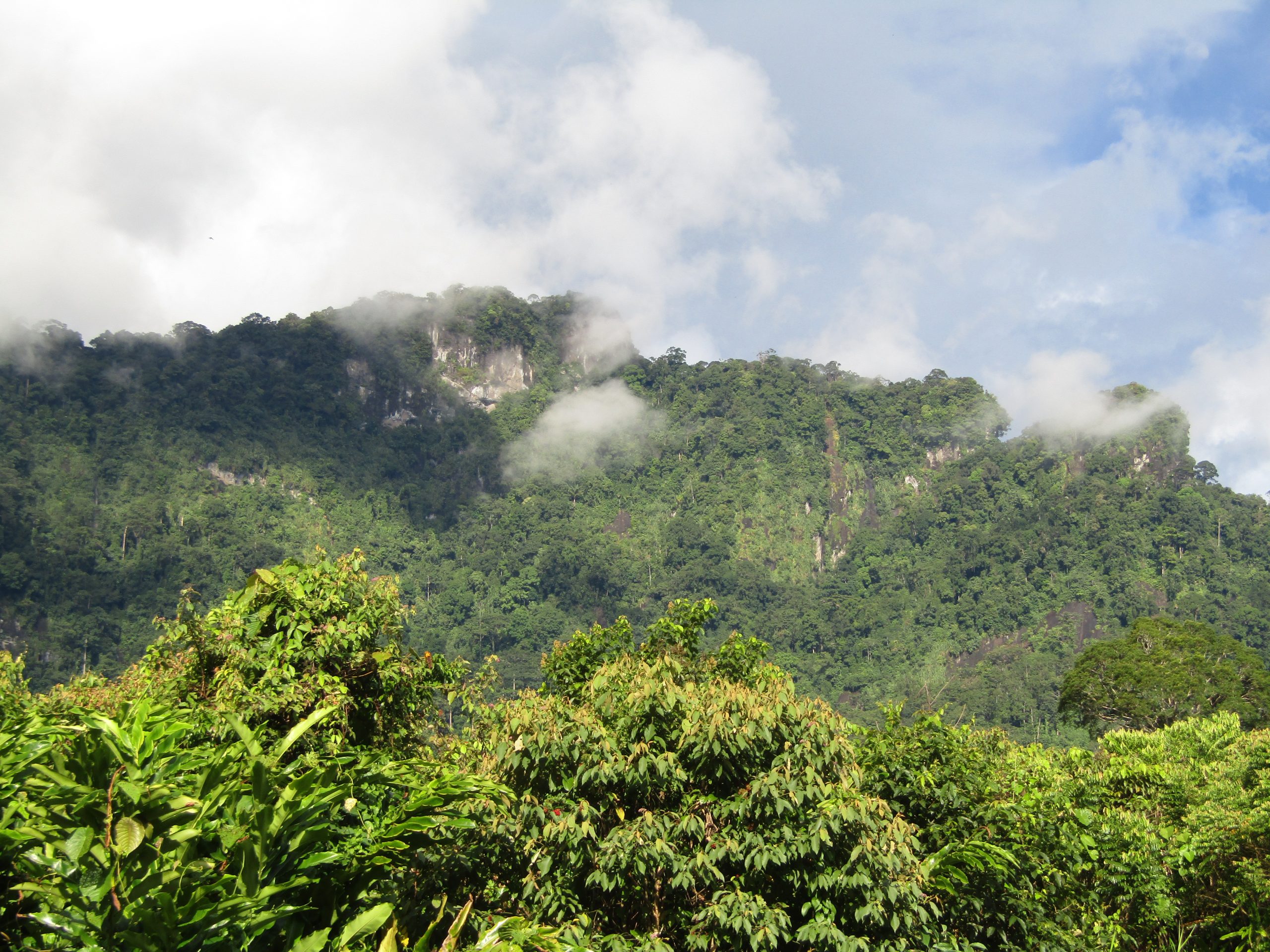 Ciri-ciri hutan hujan