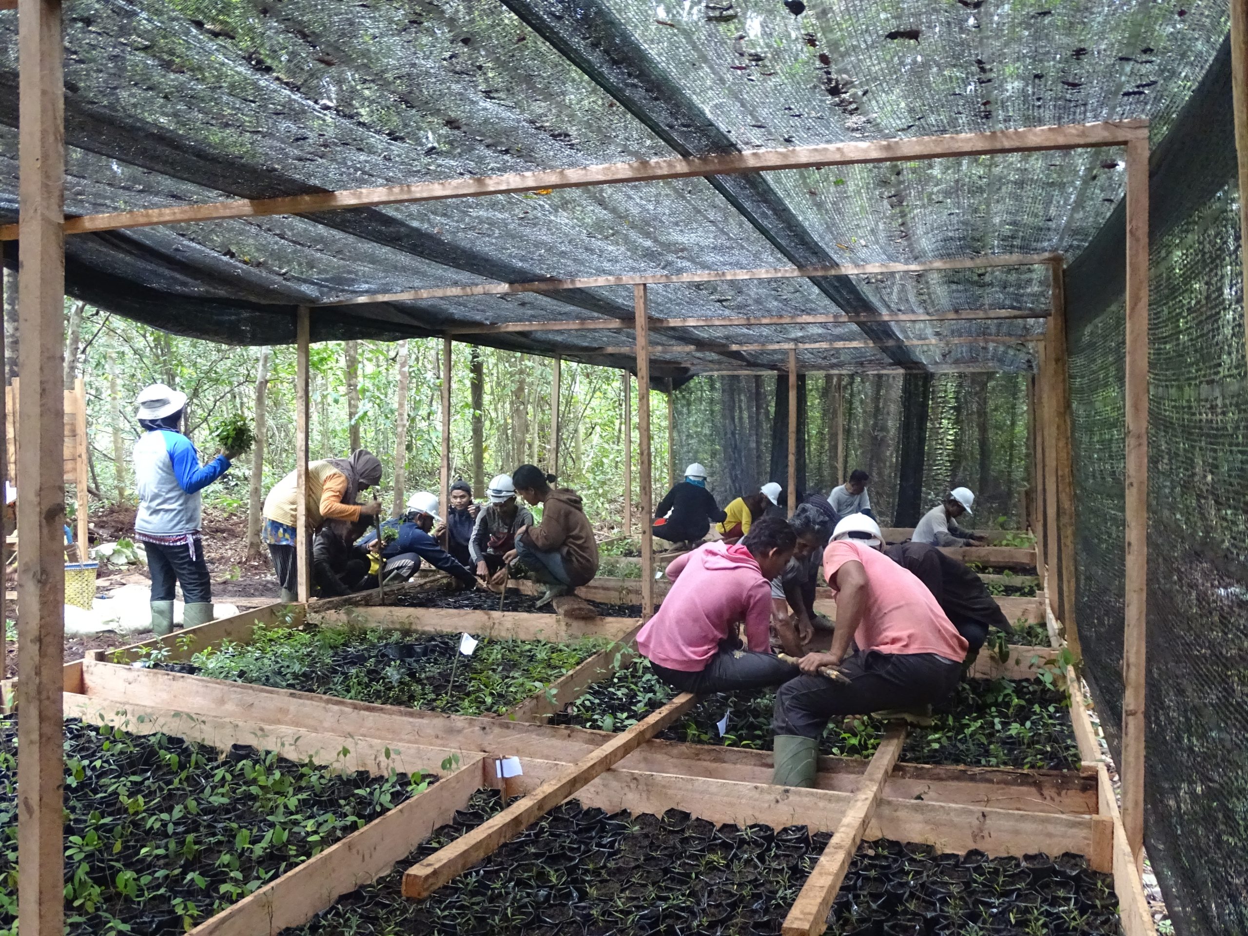 Pembibitan pohon