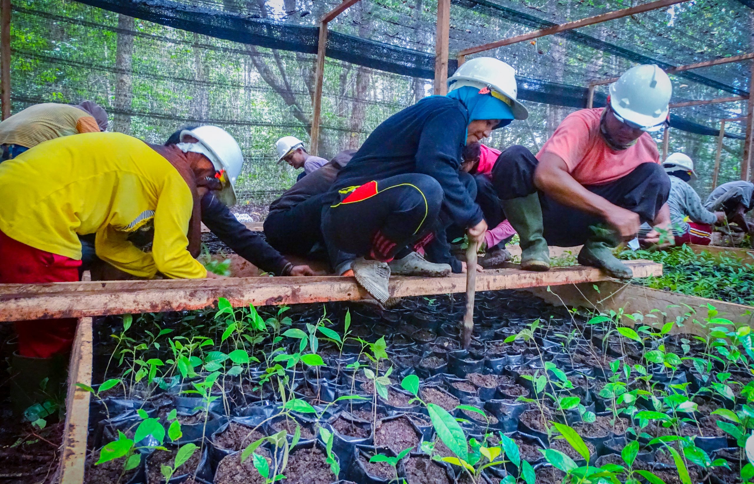 Enam pohon untuk agroforestry