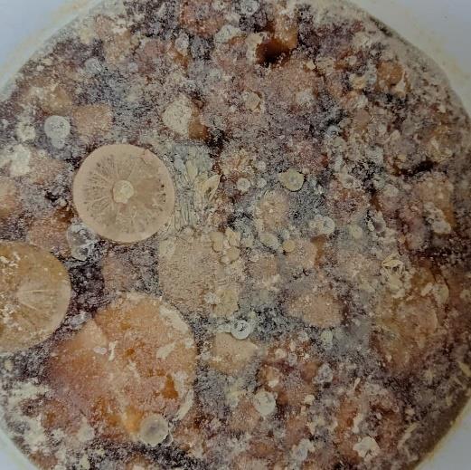 Biasanya pada minggu kedua atau ketiga dipermukaannya akan muncul jamur pitera yang berwarna putih sedikit kecoklatan, namun tidak semua proses pembuatan ecoenzyme akan menghasilkan jamur pitera.
