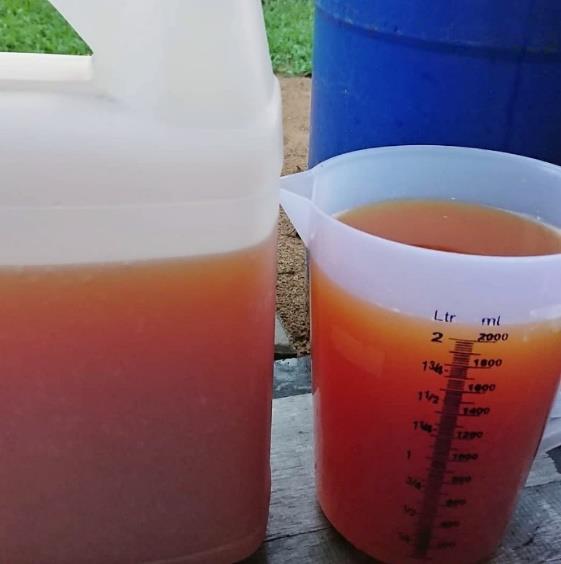 Setelah masa fermentasi selama 3 bulan atau lebih, cairan hasil fermentasi sudah dapat dipanen. Saring cairan dengan menggunakan saringan yg halus.