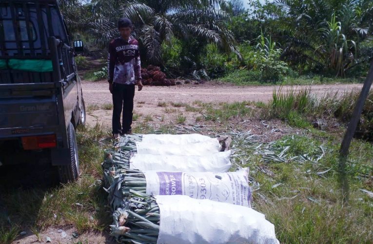 Lahan Agroforestry 1 Hektare Akan Ditanami 1.200 Nanas