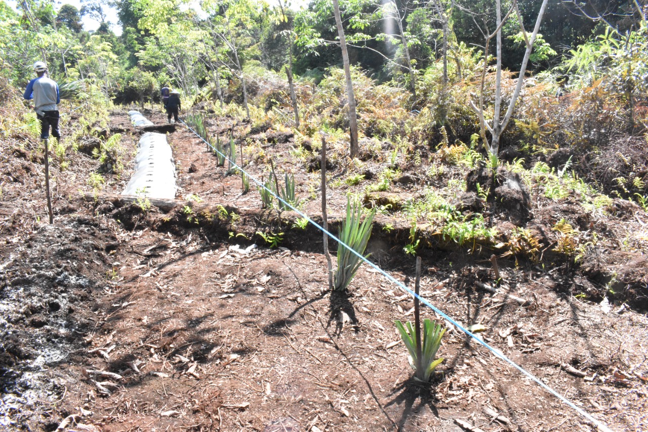 Lahan agroforestry