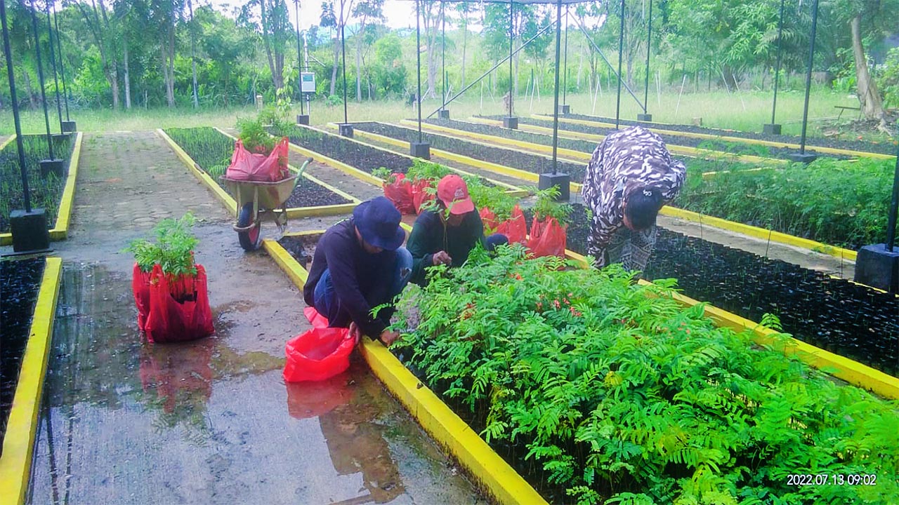7000 bibit pohon