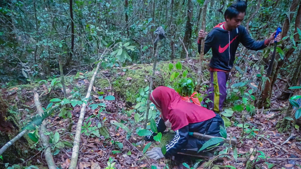 Personel LPHD Lauk Bersatu sedang mengangkut bibit pohon untuk ditanam di kawasan hutan penyangga desa