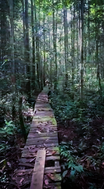 Lokasi hutan desa