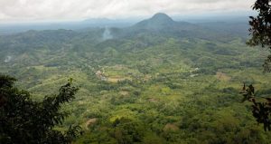 Hutan Desa di Tanjung dilihat dari atas