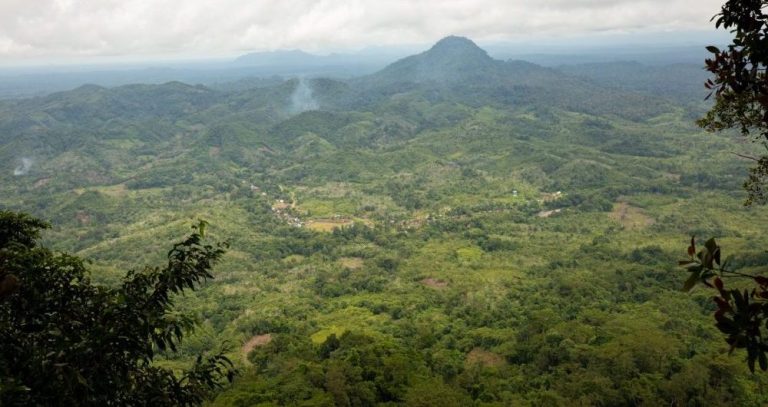 Hutan Desa di Tanjung dilihat dari atas