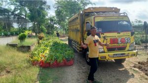 Bibit pohon untuk ditanam