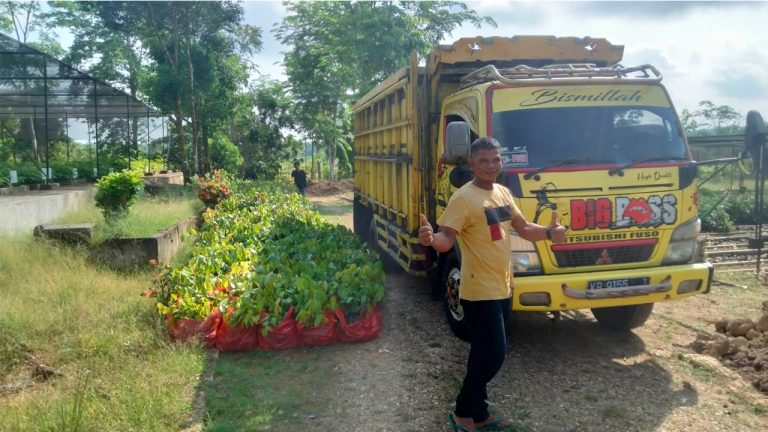 Bibit pohon untuk ditanam