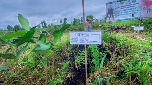 Pemulihan lahan