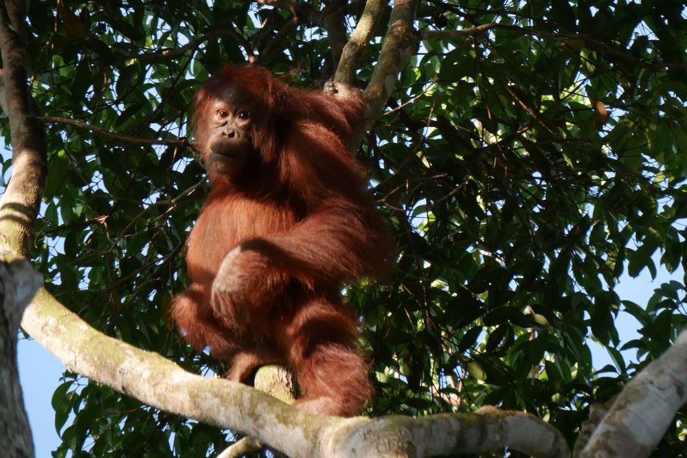 Orangutan Kalimantan_PRCF