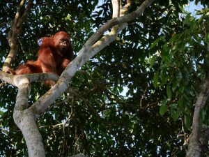 Orangutan_PRCF