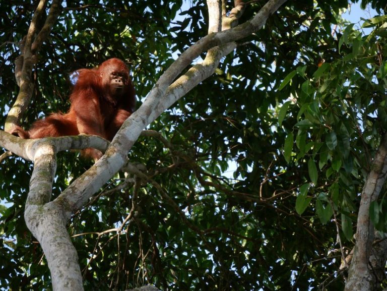 Orangutan_PRCF