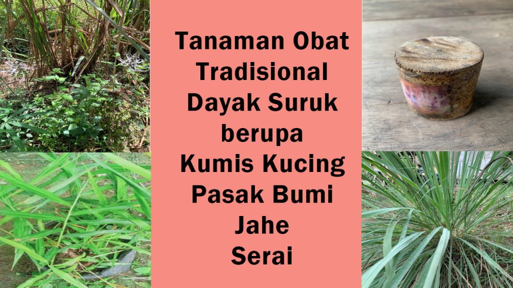 tanaman obat