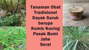 tanaman obat