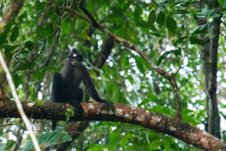 Lutung Nanga Jemah