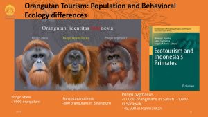 Orangutan