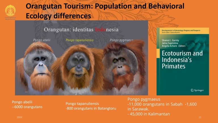 Orangutan