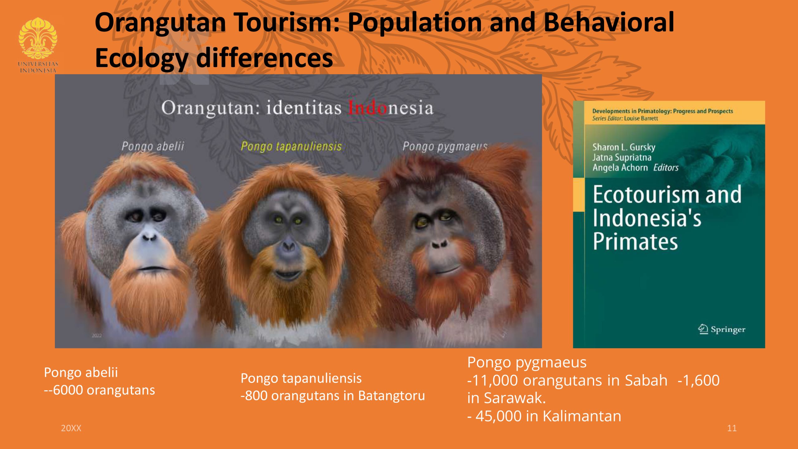 Orangutan