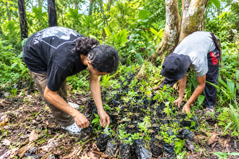Menanam Harapan di Bawah Kanopi Hutan Kapuas Hulu