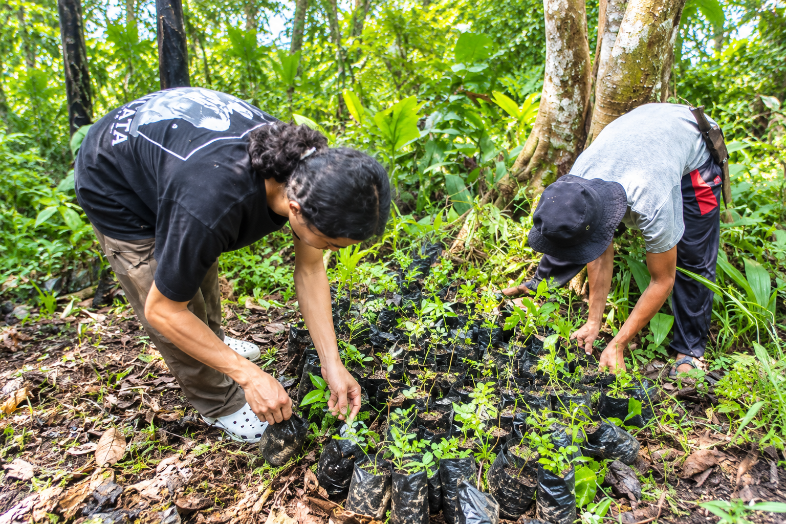 Menanam Harapan di Bawah Kanopi Hutan Kapuas Hulu
